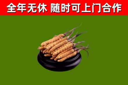 九江回收冬虫夏草